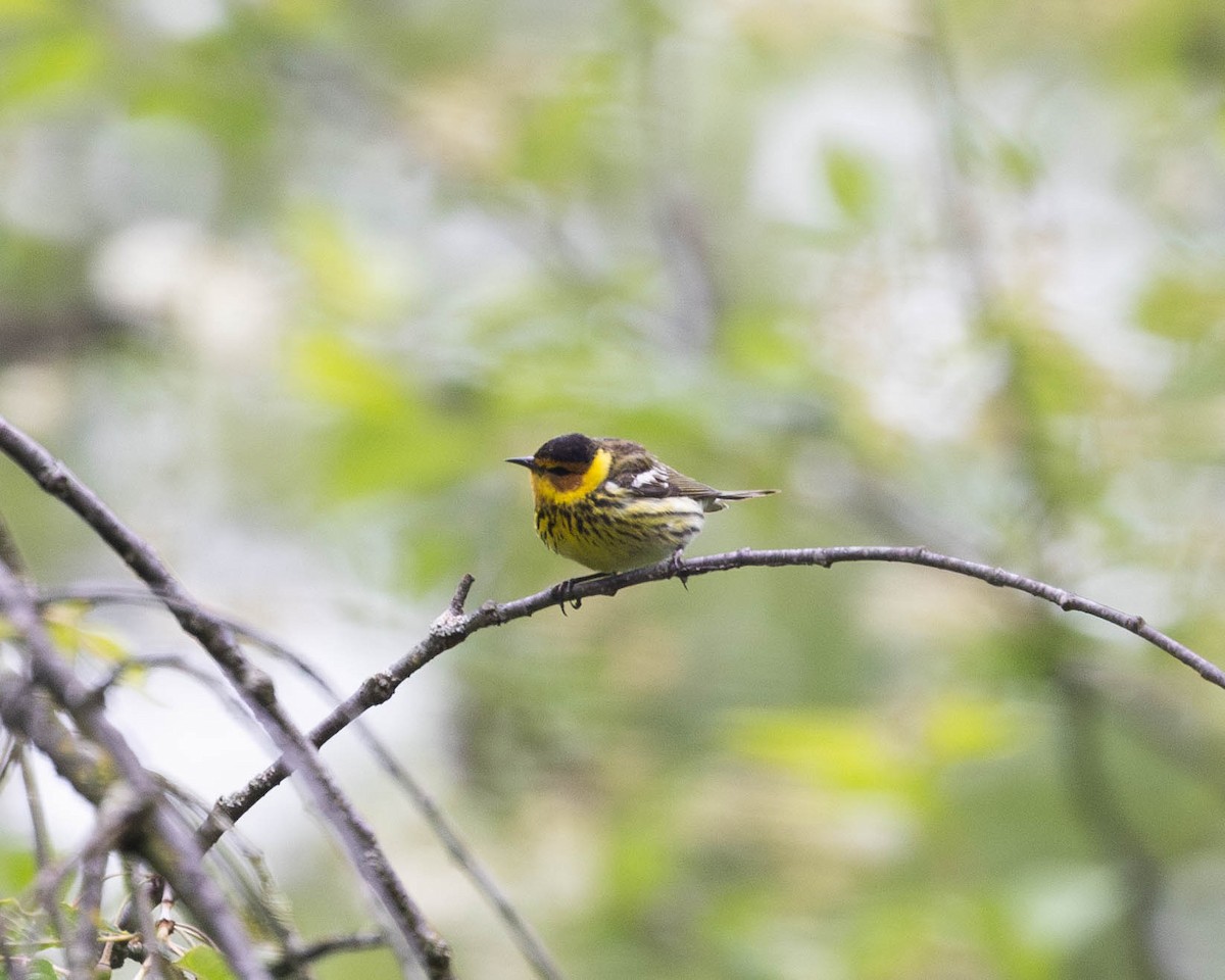 Cape May Warbler - ML618963047