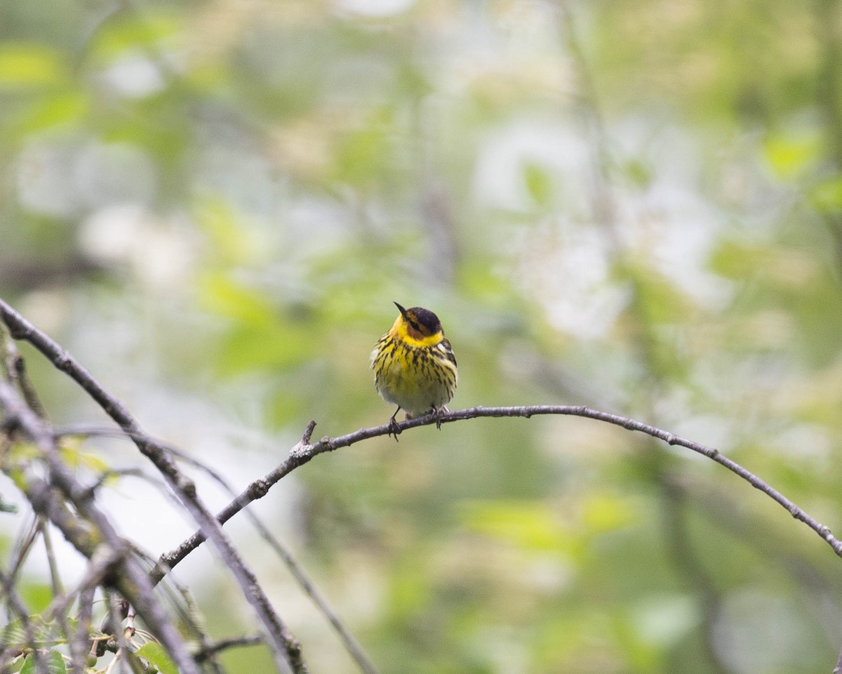 Cape May Warbler - ML618963048