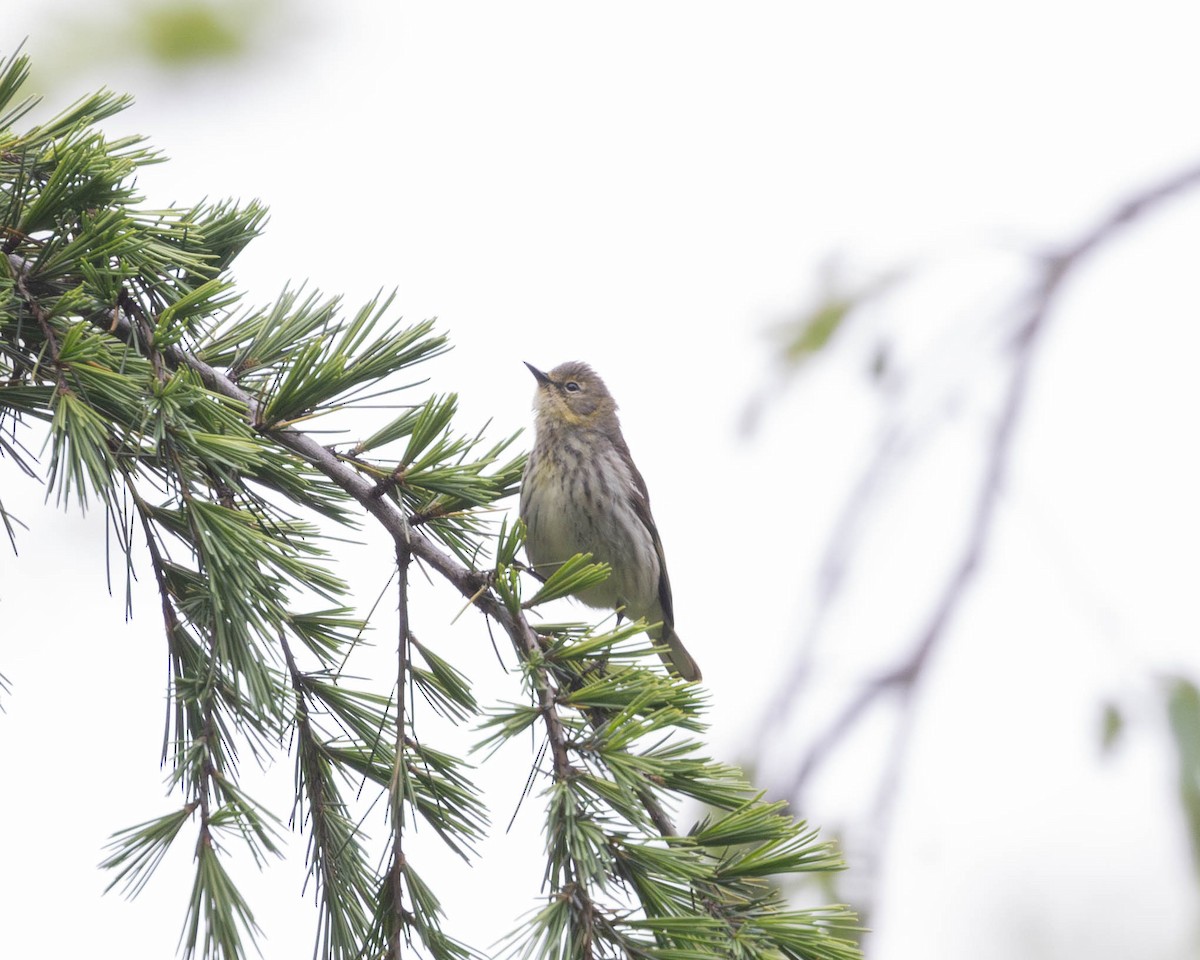 Cape May Warbler - ML618963049