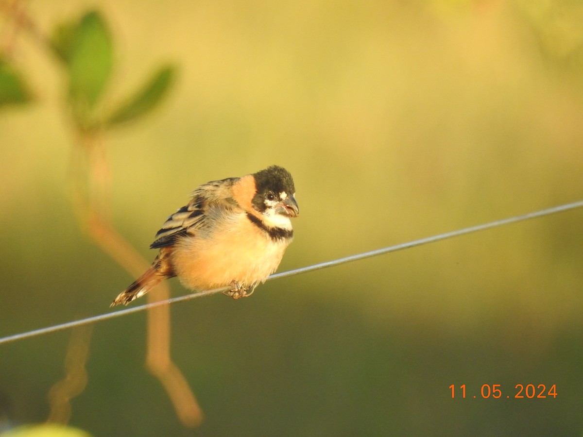 Rusty-collared Seedeater - ML618963058