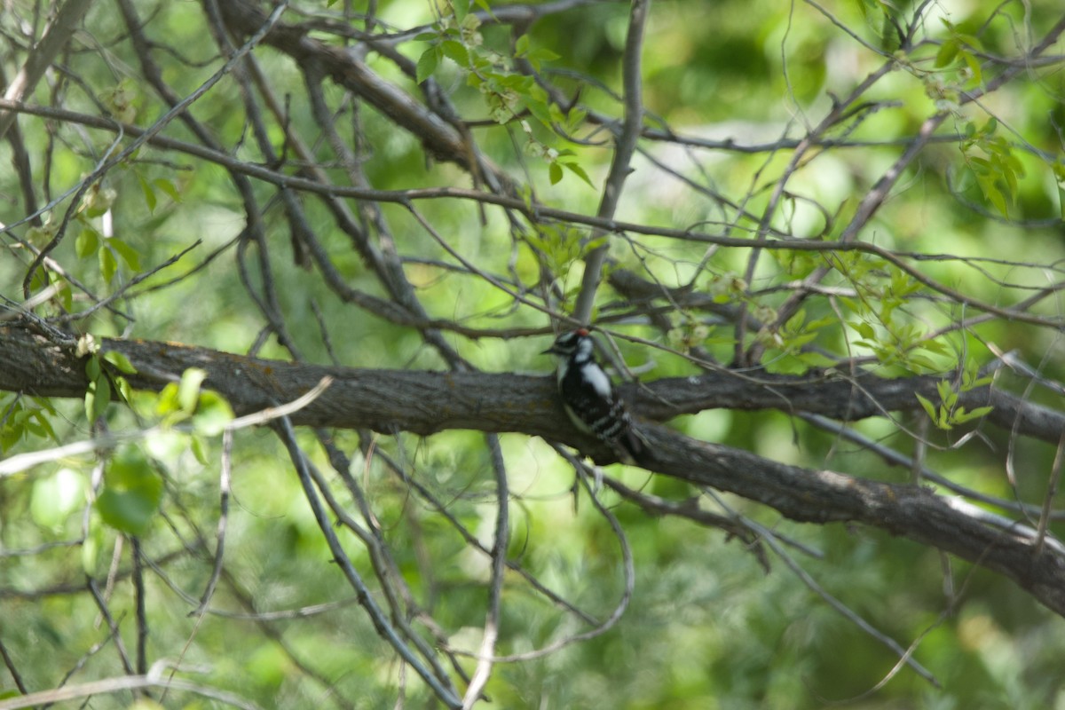 Downy Woodpecker (Rocky Mts.) - ML618963059