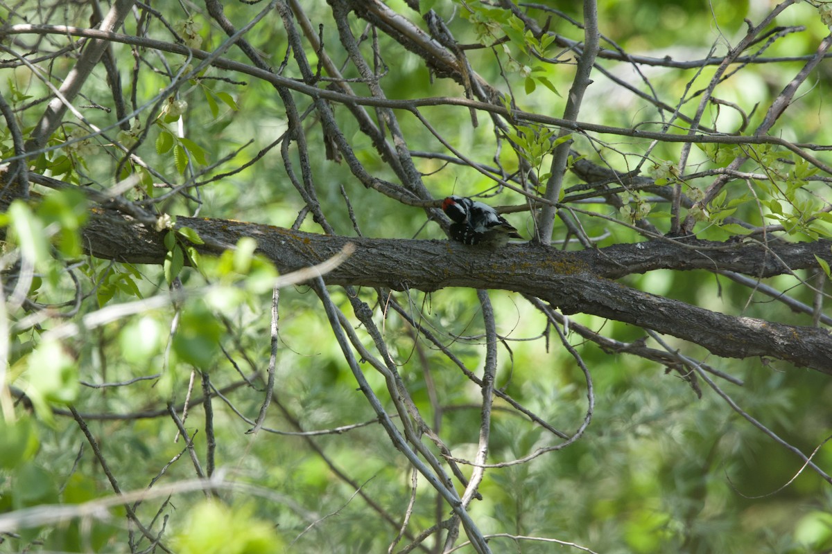 Downy Woodpecker (Rocky Mts.) - ML618963066