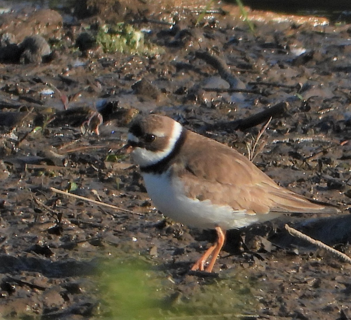 Semipalmated Plover - ML618963078