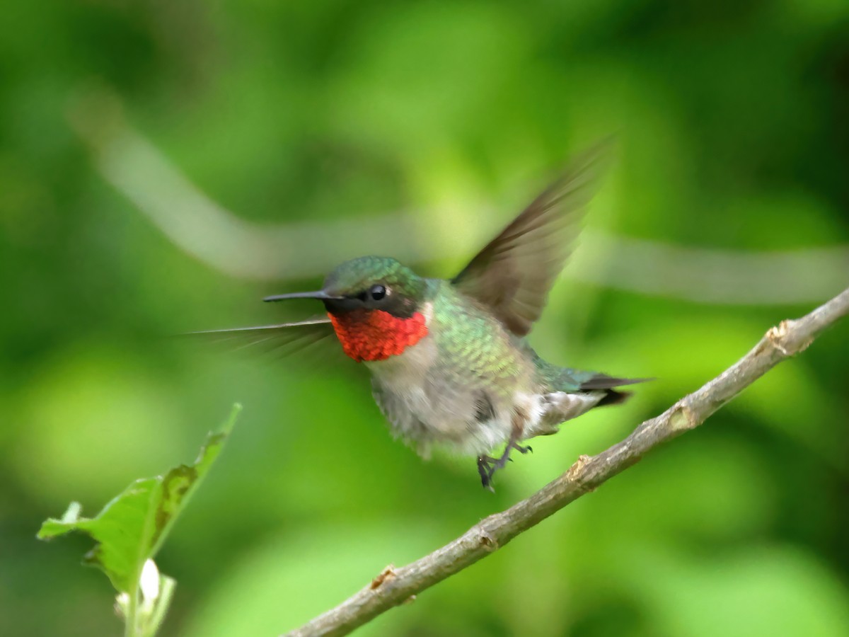 Ruby-throated Hummingbird - ML618963091