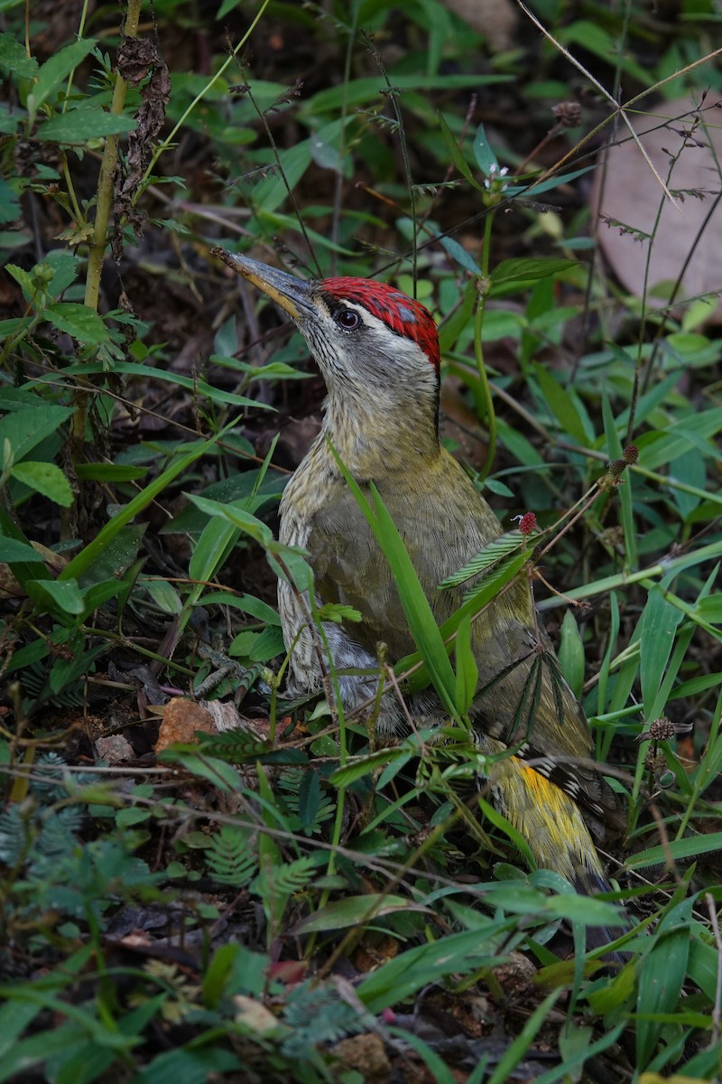 Streak-throated Woodpecker - ML618963122