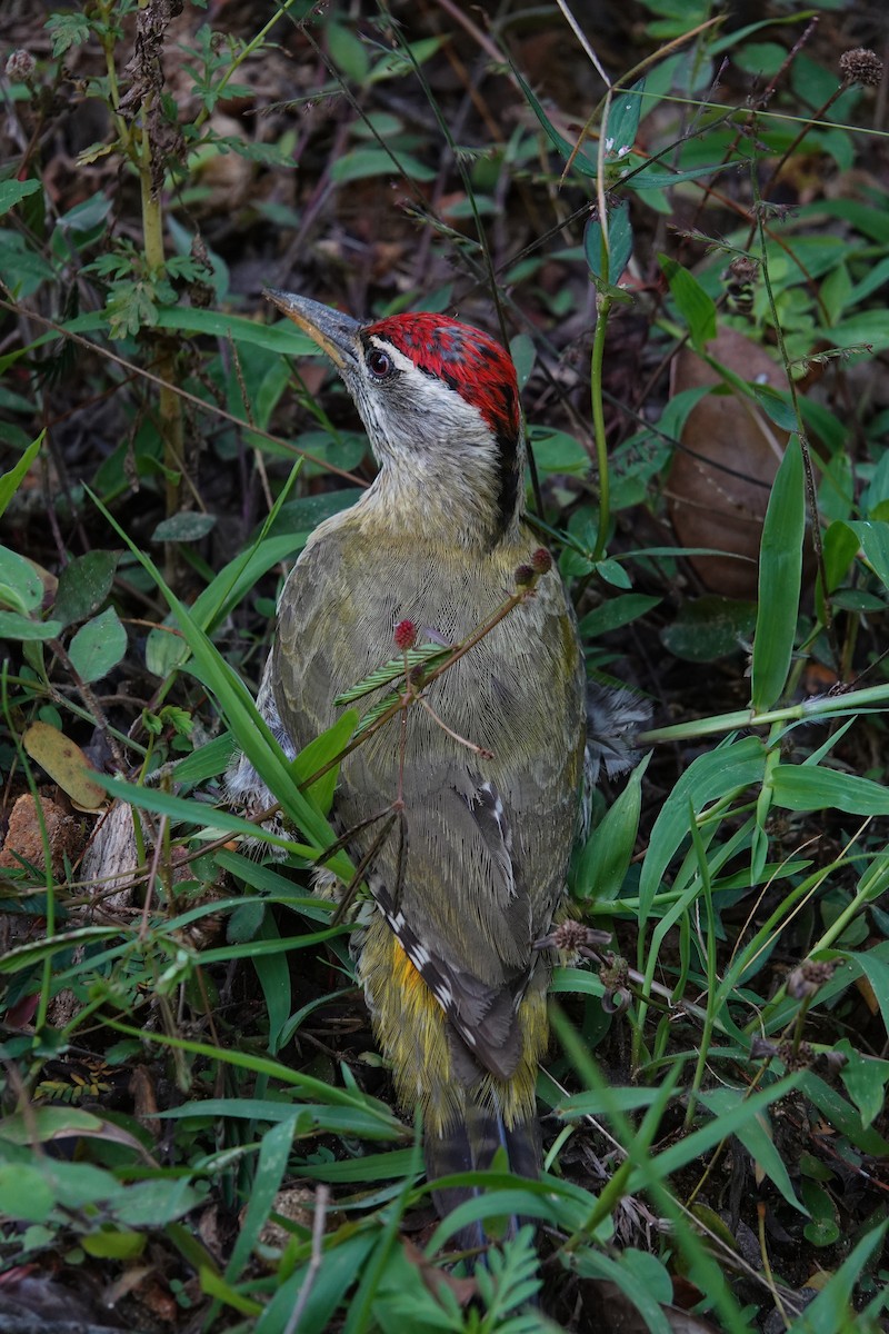 Streak-throated Woodpecker - ML618963123