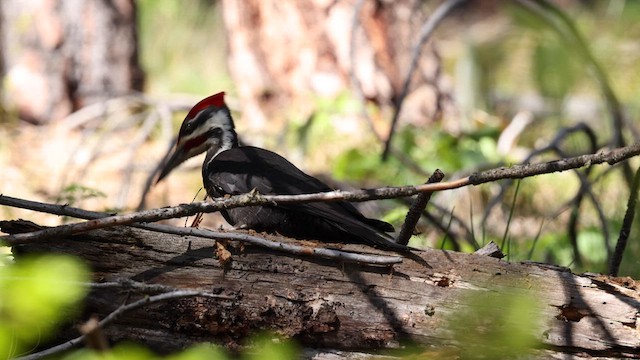 Pileated Woodpecker - ML618963126