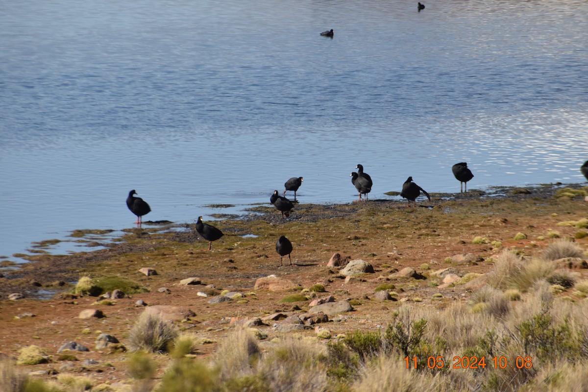 Giant Coot - ML618963164