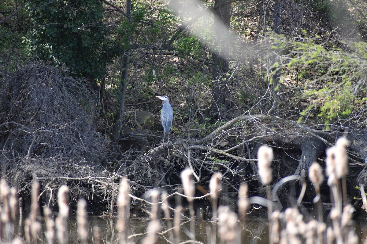 Great Blue Heron - Anonymous