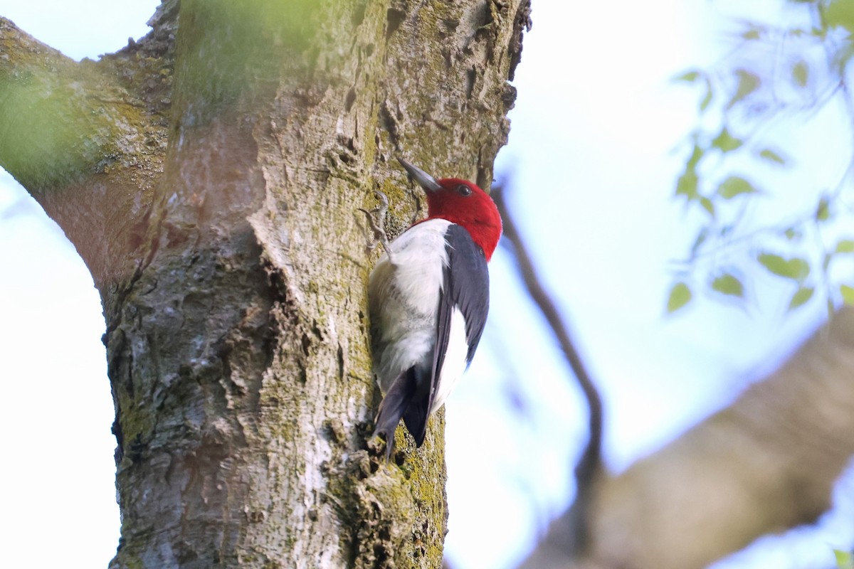 Red-headed Woodpecker - Jon Pleizier