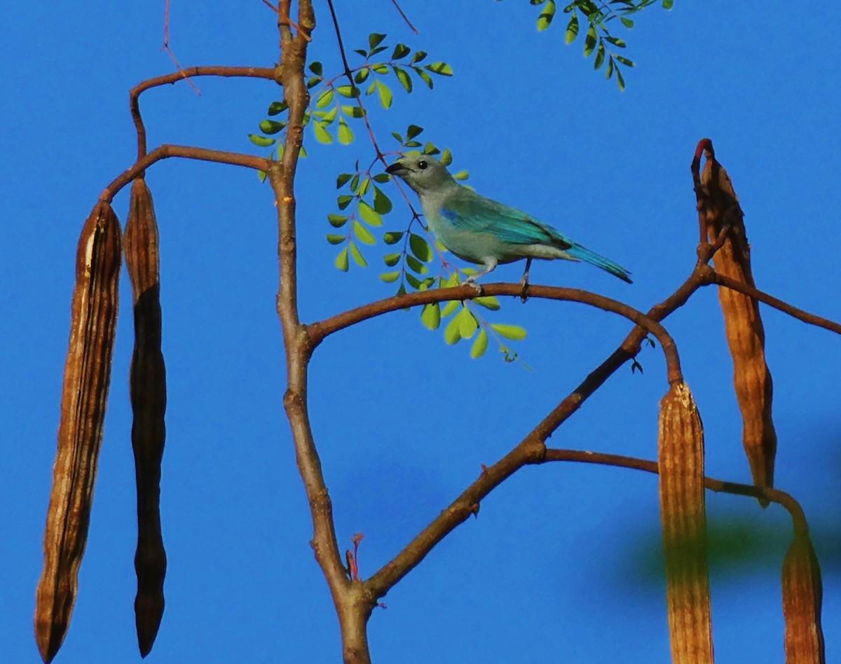 Blue-gray Tanager - ML618963290