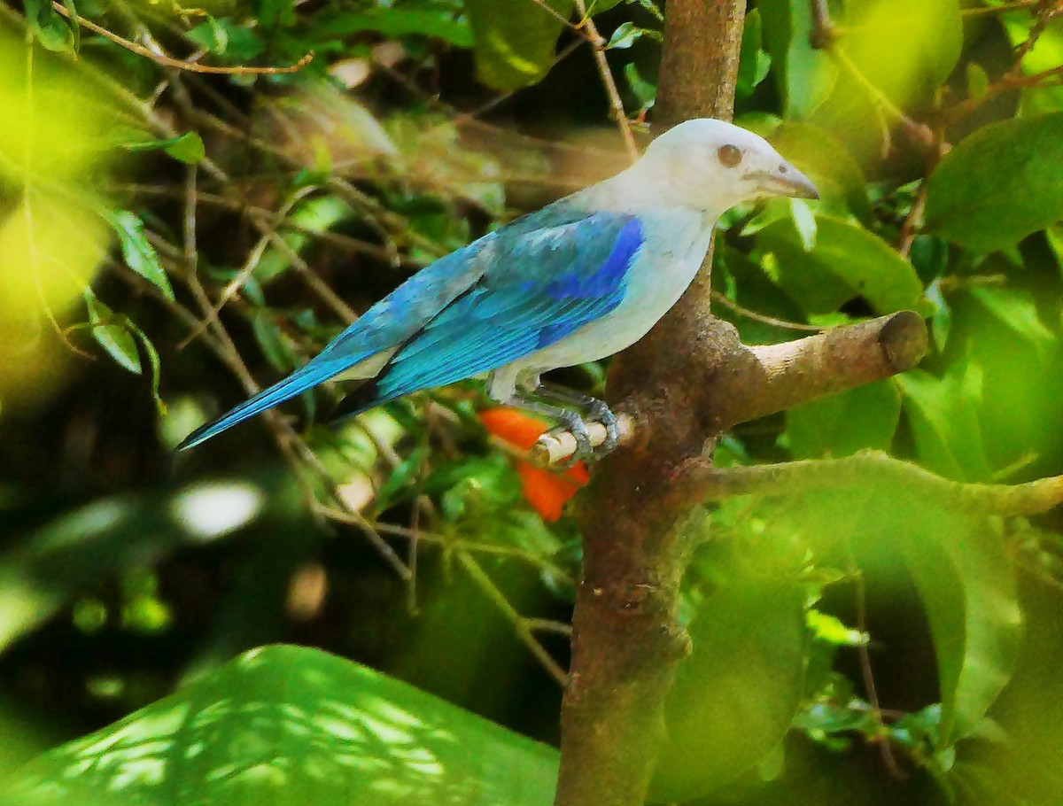 Blue-gray Tanager - ML618963291