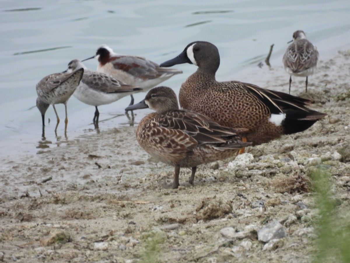 Blue-winged Teal - ML618963292