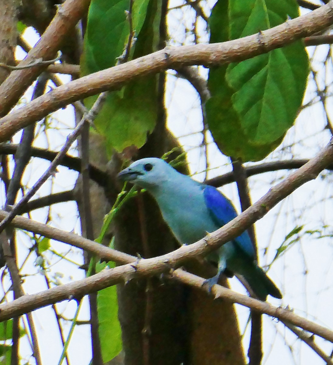 Blue-gray Tanager - ML618963294