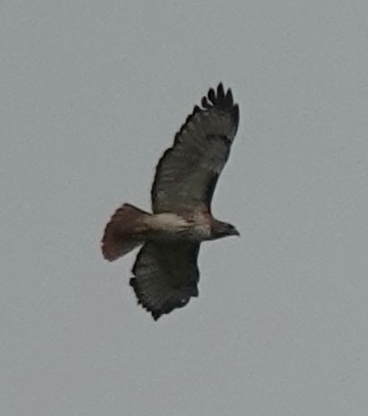 Red-tailed Hawk - Lilian Saul