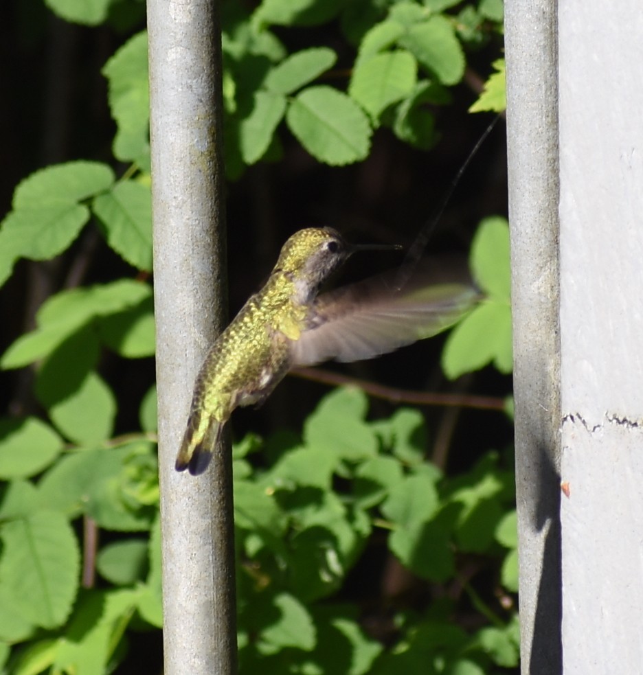 Anna's Hummingbird - ML618963345