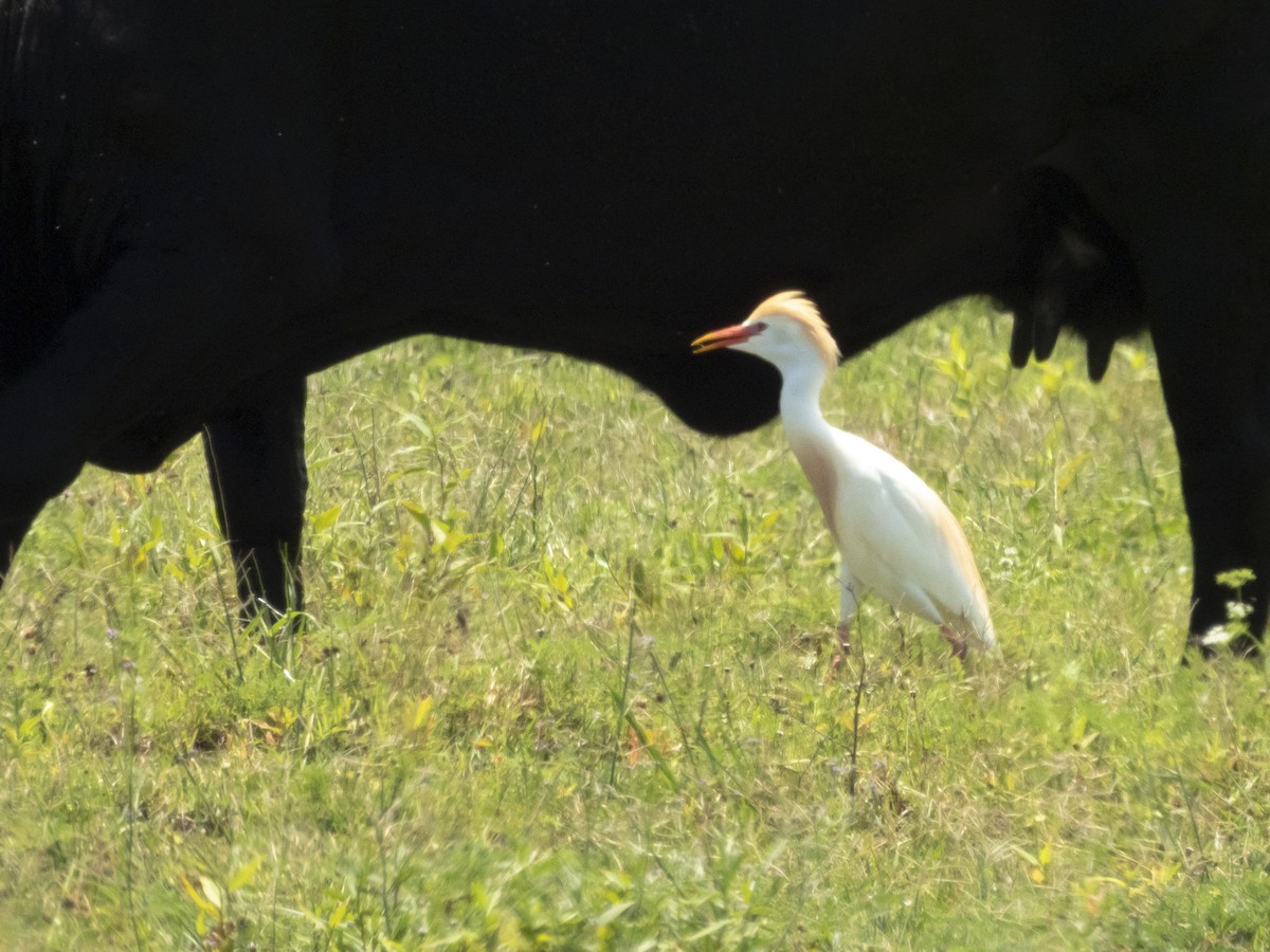 Чапля єгипетська (підвид ibis) - ML618963379