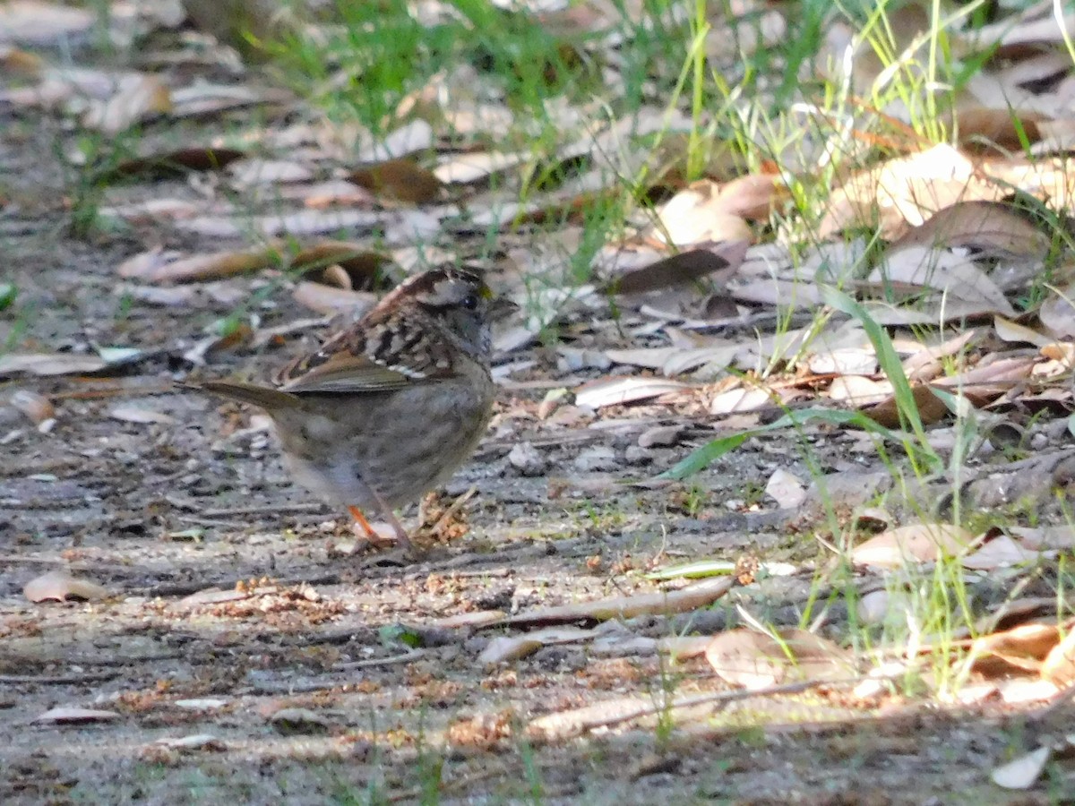 White-throated Sparrow - ML618963383