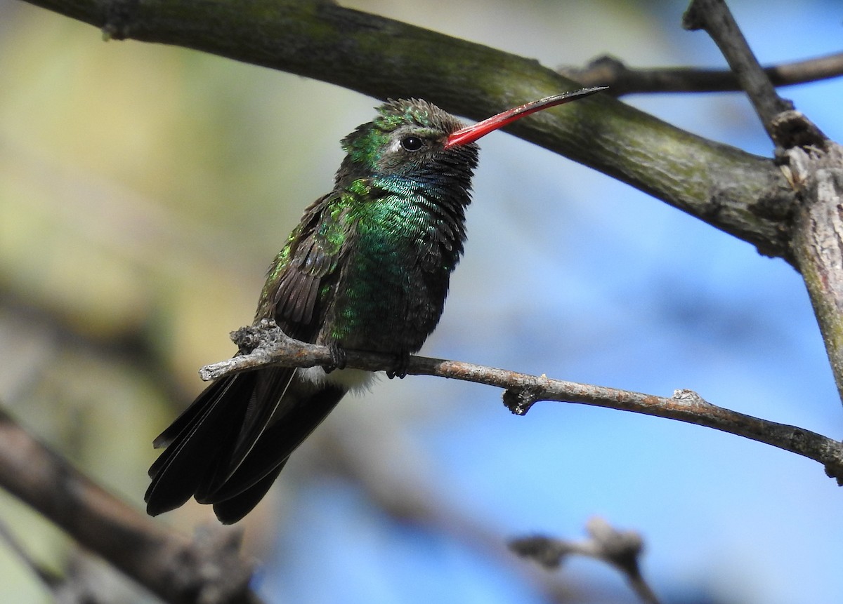 Broad-billed Hummingbird - ML618963415