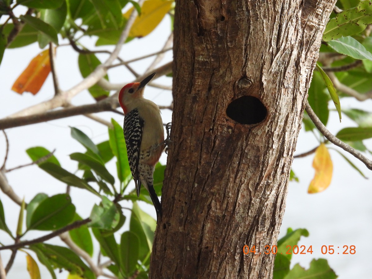 Red-bellied Woodpecker - Sally Hill