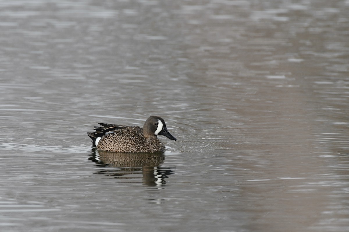 Blue-winged Teal - ML618963488