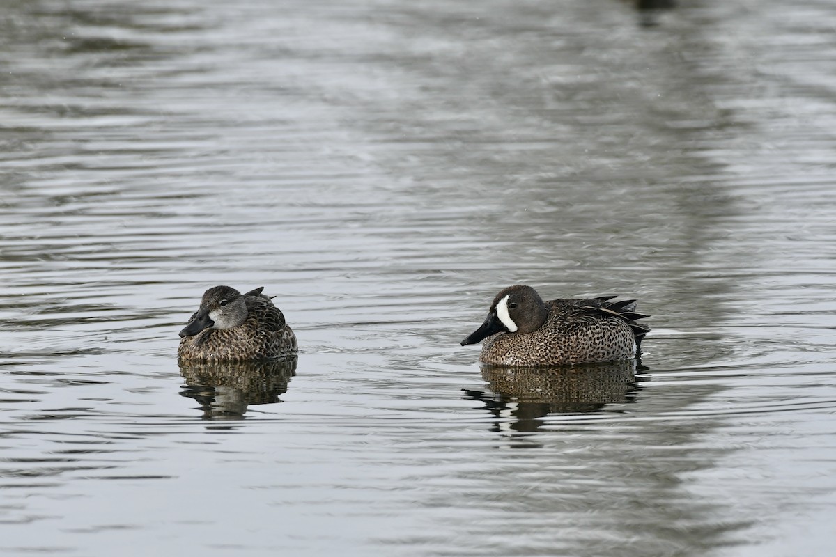 Blue-winged Teal - ML618963489