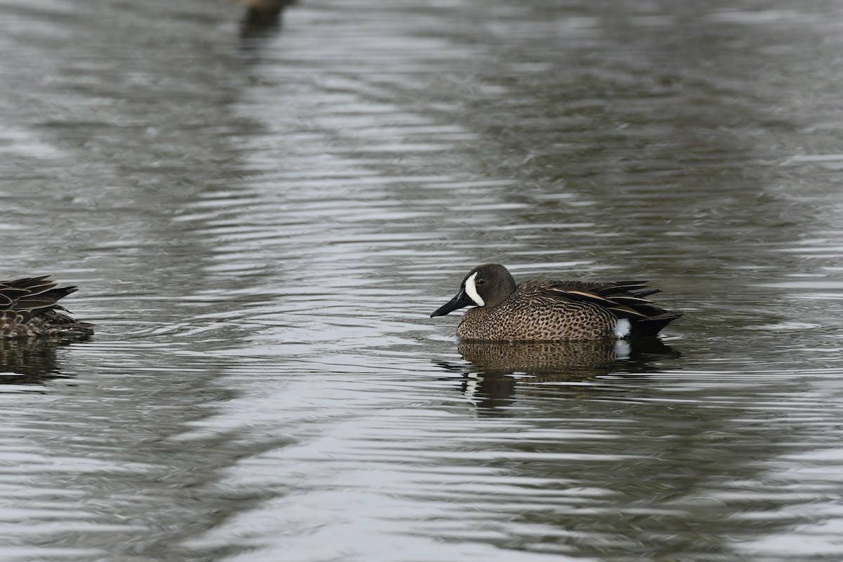 Blue-winged Teal - ML618963490