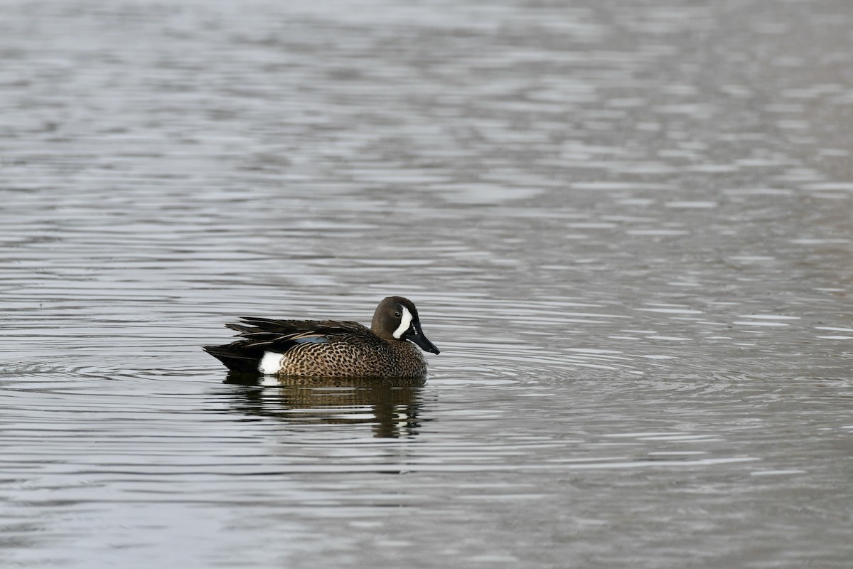 Blue-winged Teal - ML618963491