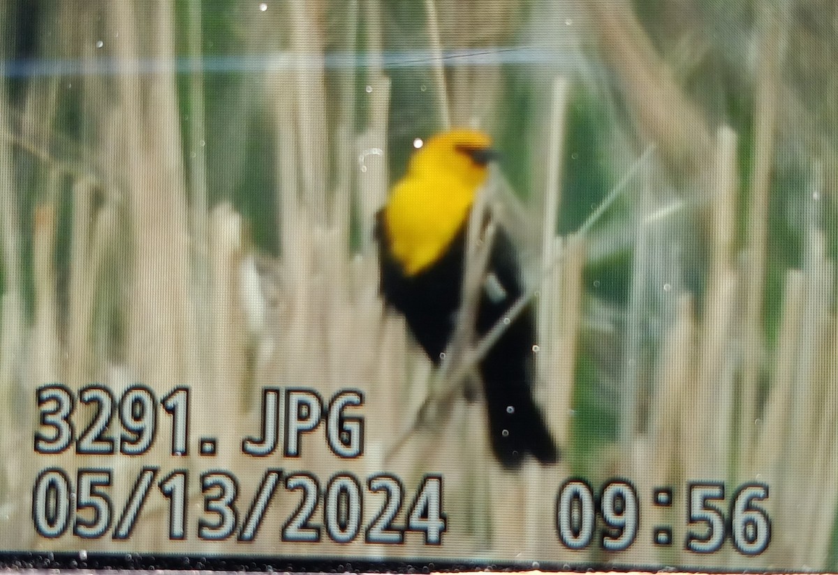 Yellow-headed Blackbird - ML618963492