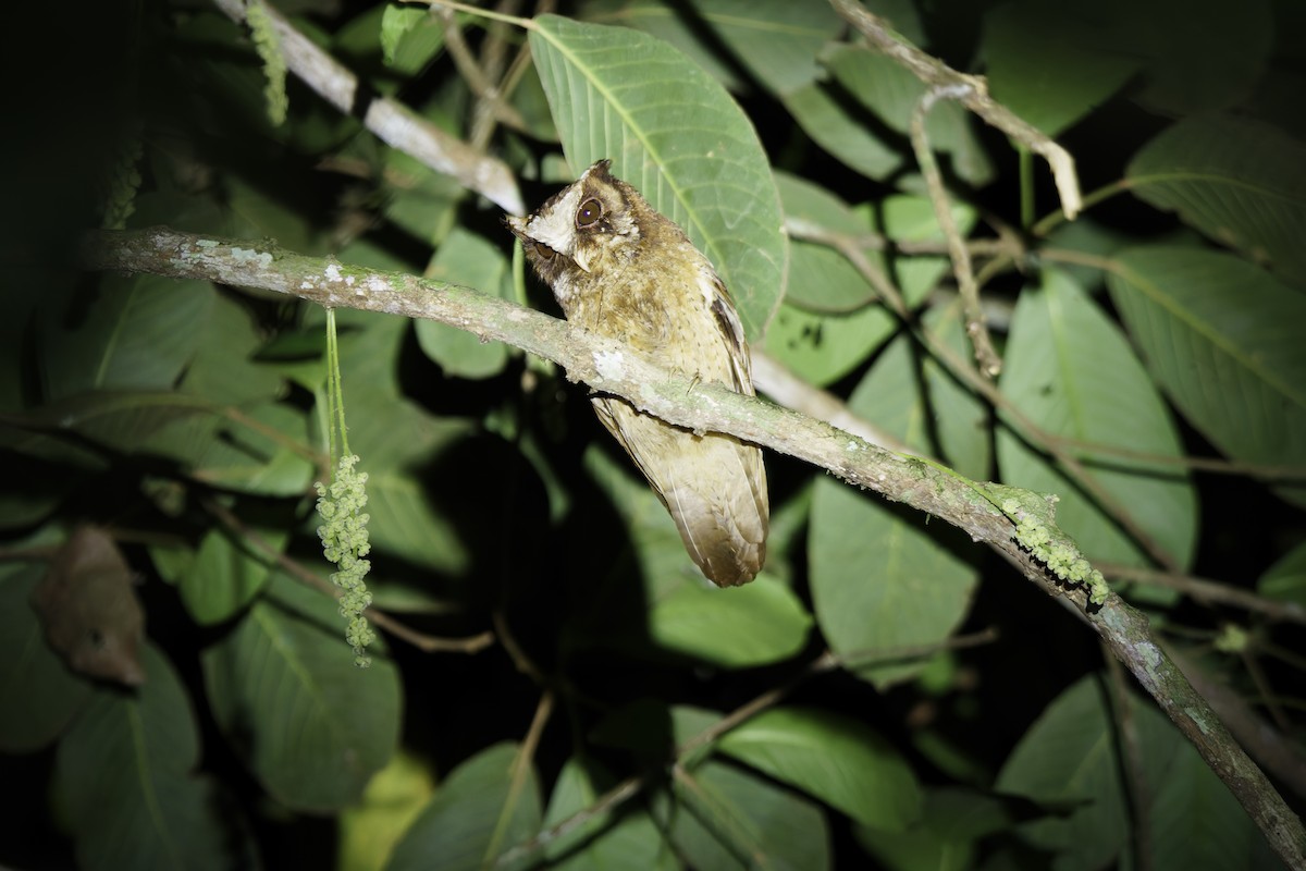 White-fronted Scops-Owl - ML618963542