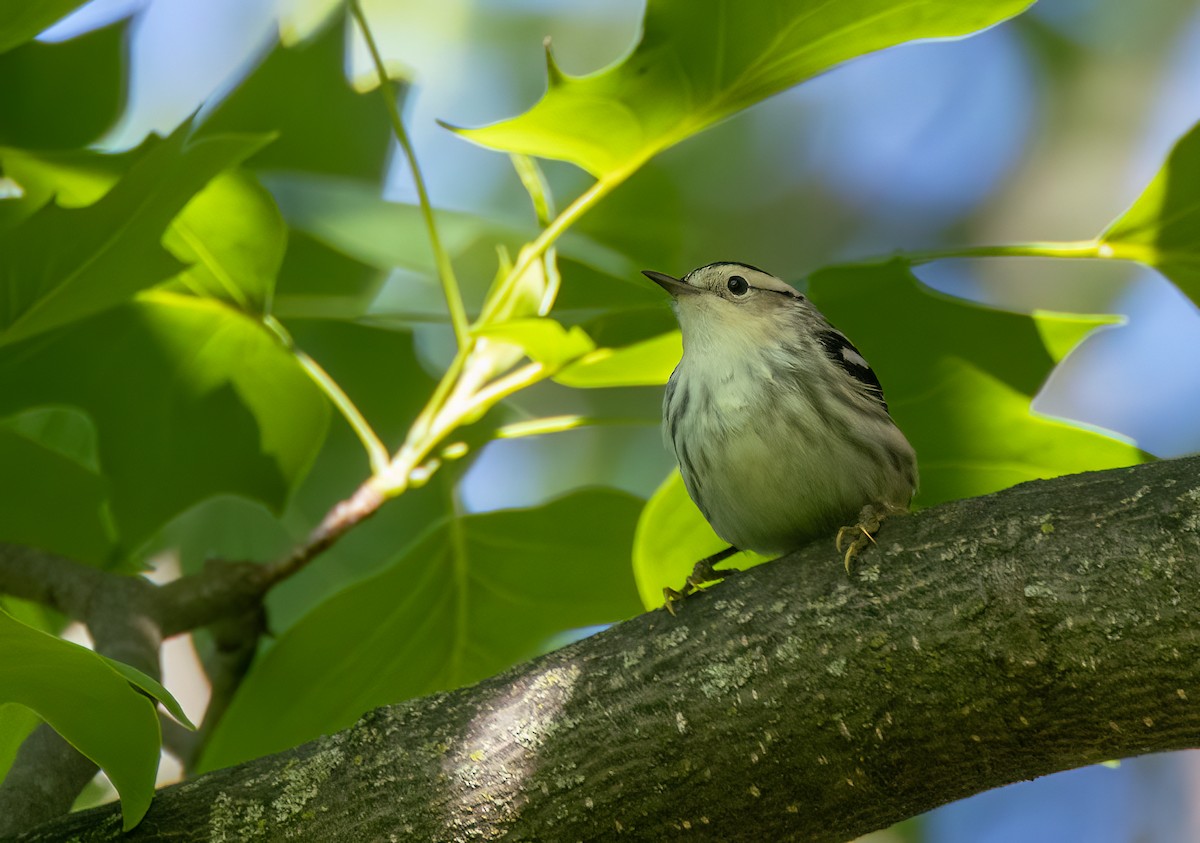 Cape May Warbler - ML618963556