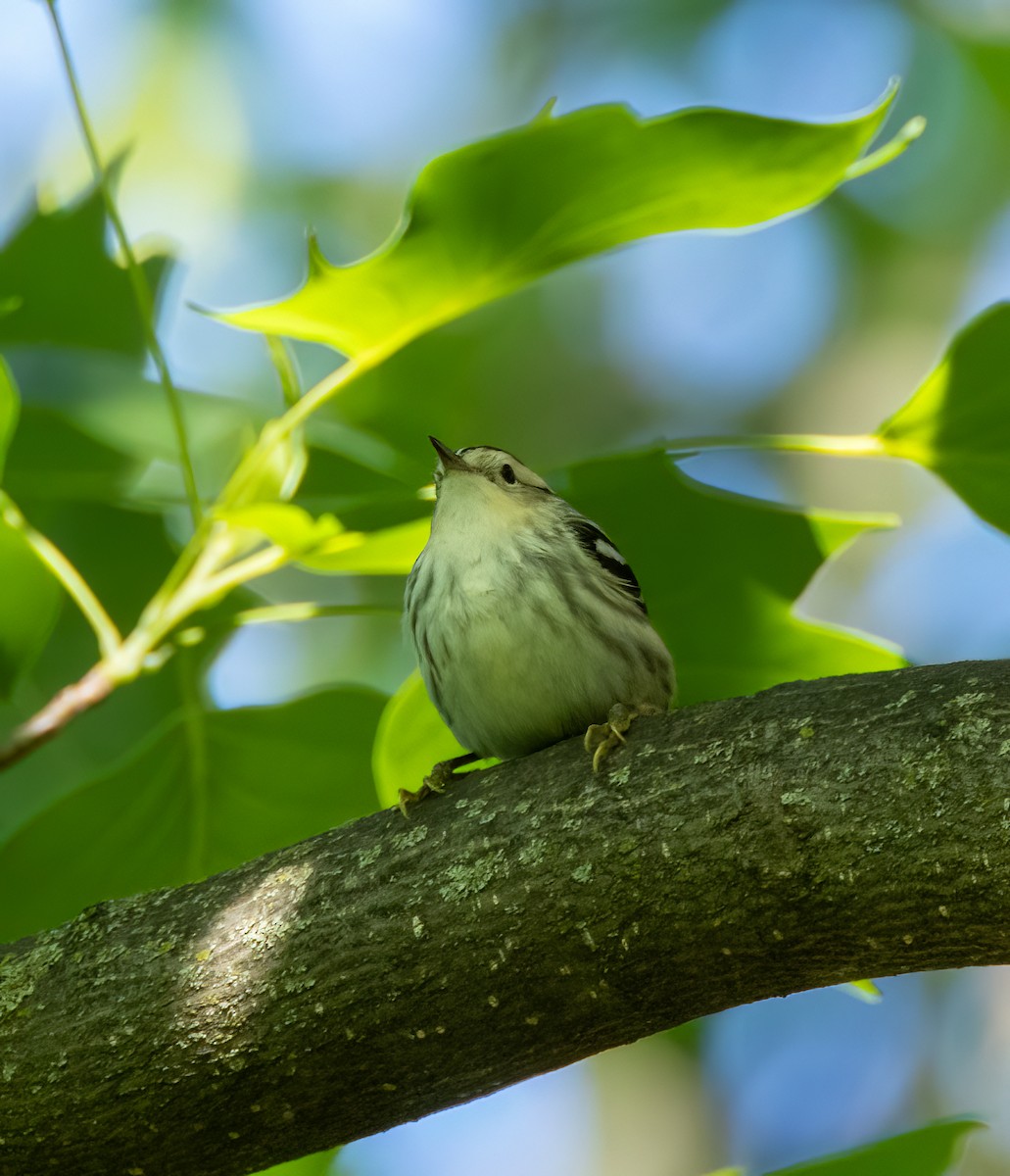 Cape May Warbler - ML618963557