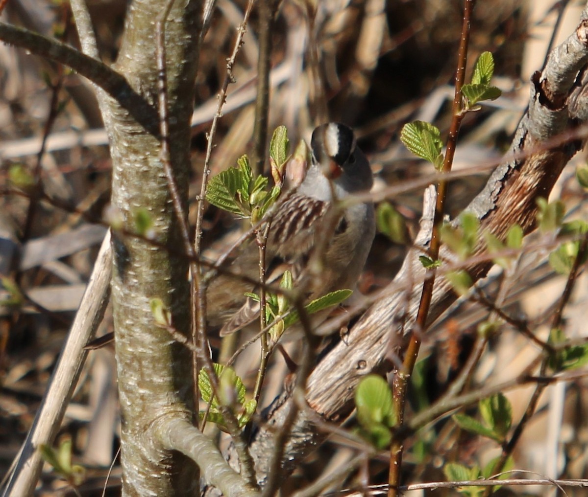 White-crowned Sparrow - ML618963577