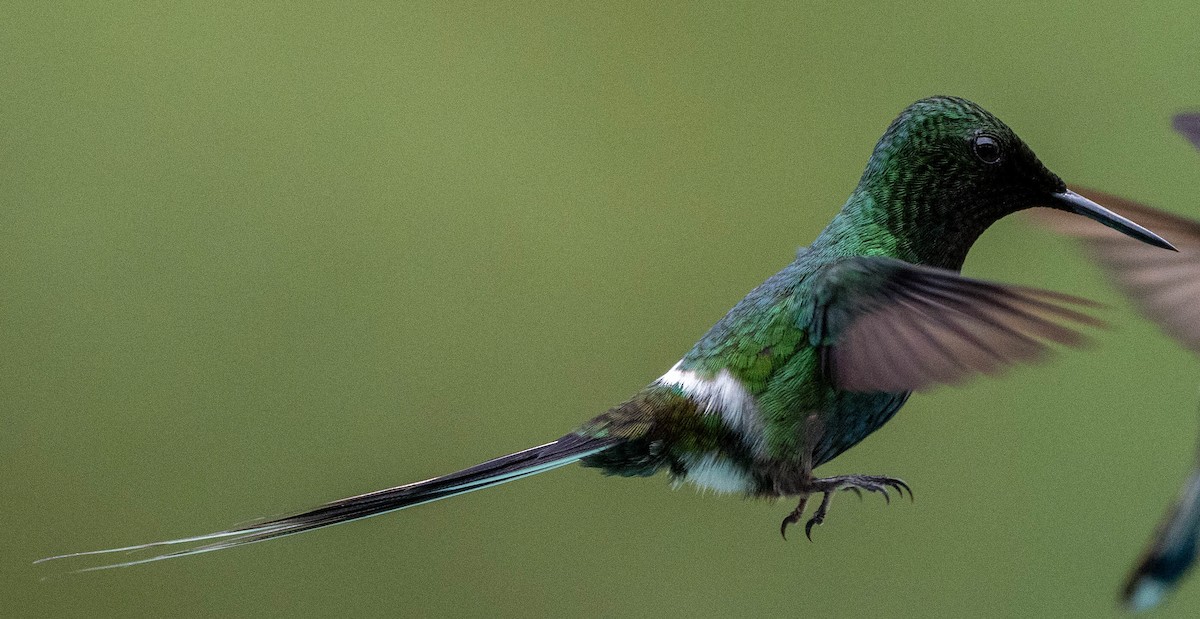 kolibřík trnoocasý - ML618963582