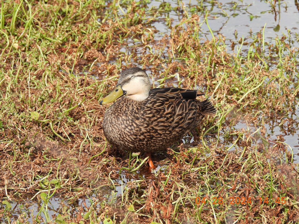 Mottled Duck (Florida) - ML618963596