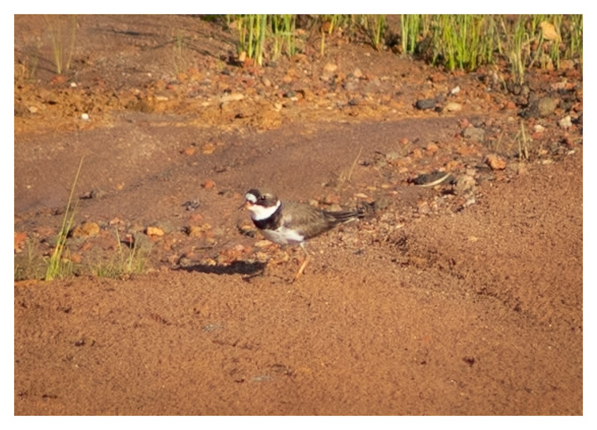 Semipalmated Plover - ML618963670