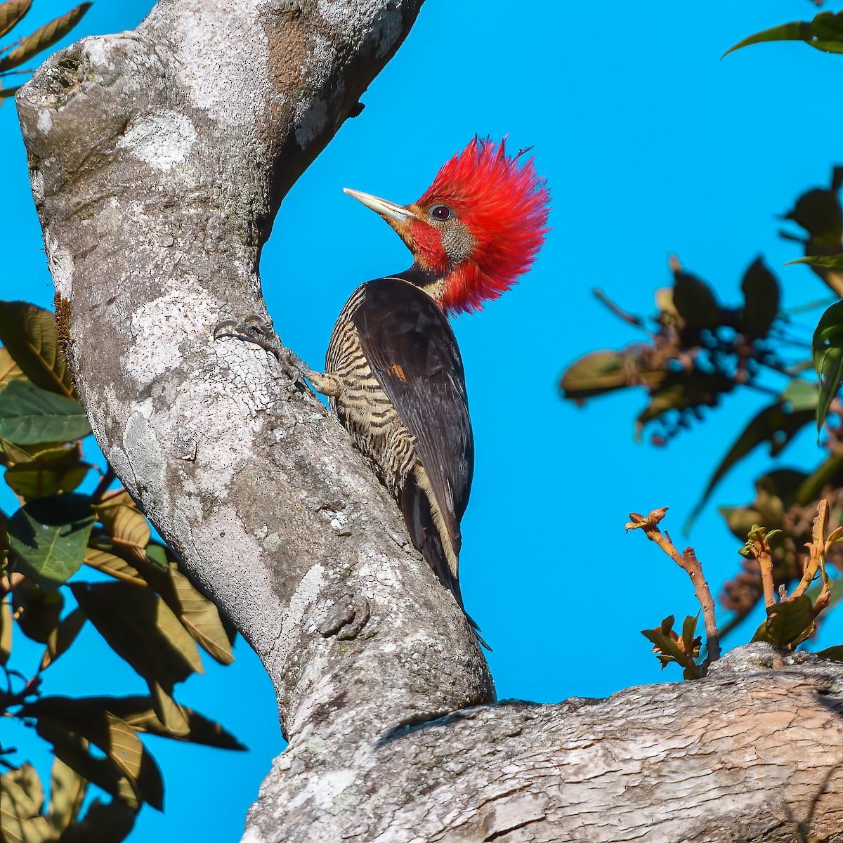 Helmeted Woodpecker - ML618963711
