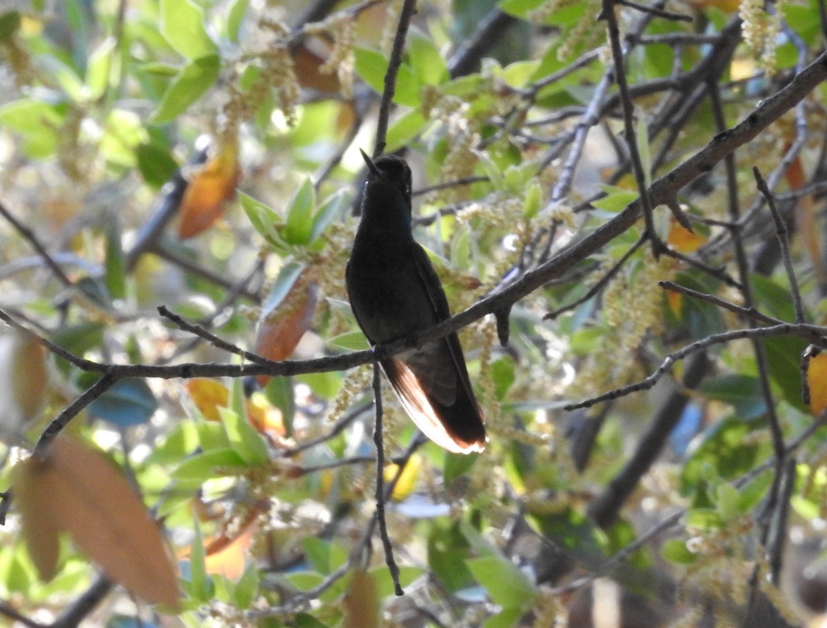 Rivoli's Hummingbird - ML618963730