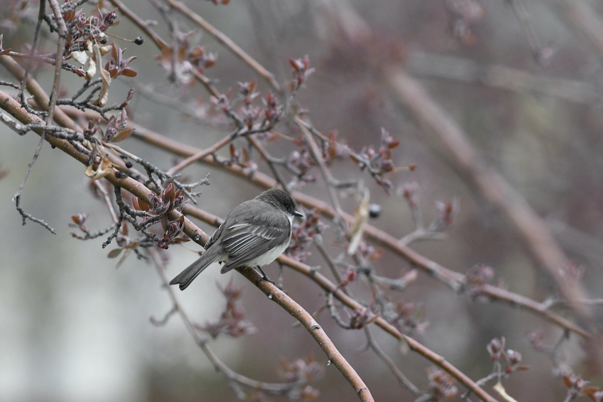 EBird Checklist - 10 May 2024 - 718 S 13th St, Laramie US-WY (41.3056 ...