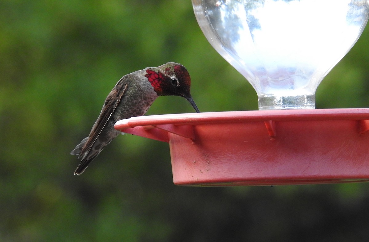 Anna's Hummingbird - ML618963777