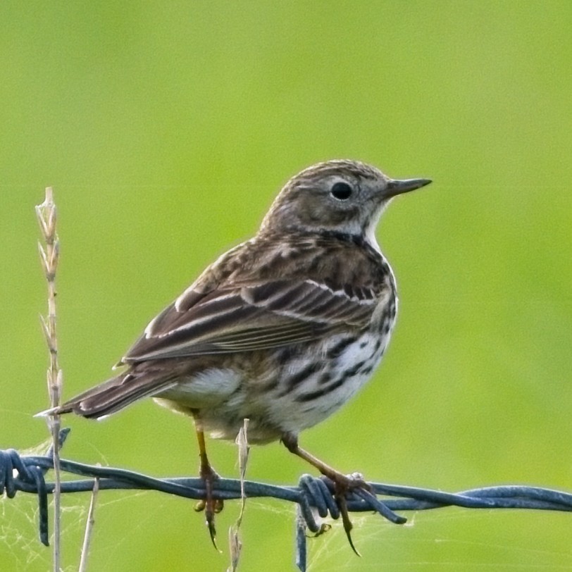Meadow Pipit - ML618963783
