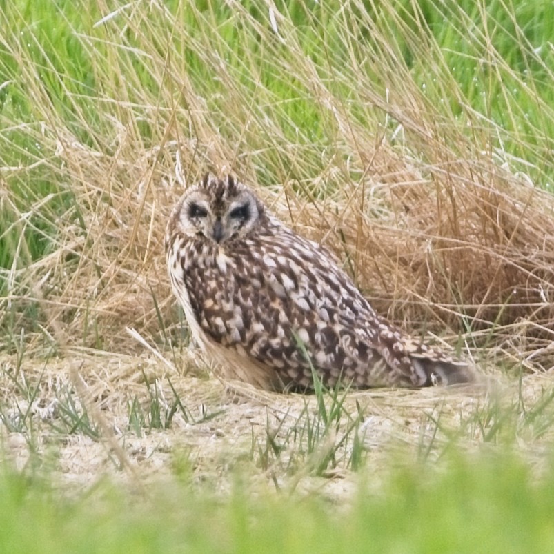 Short-eared Owl - ML618963797