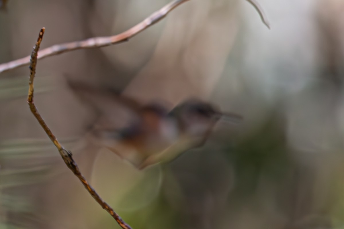 Rufous/Allen's Hummingbird - Katie Sanborn