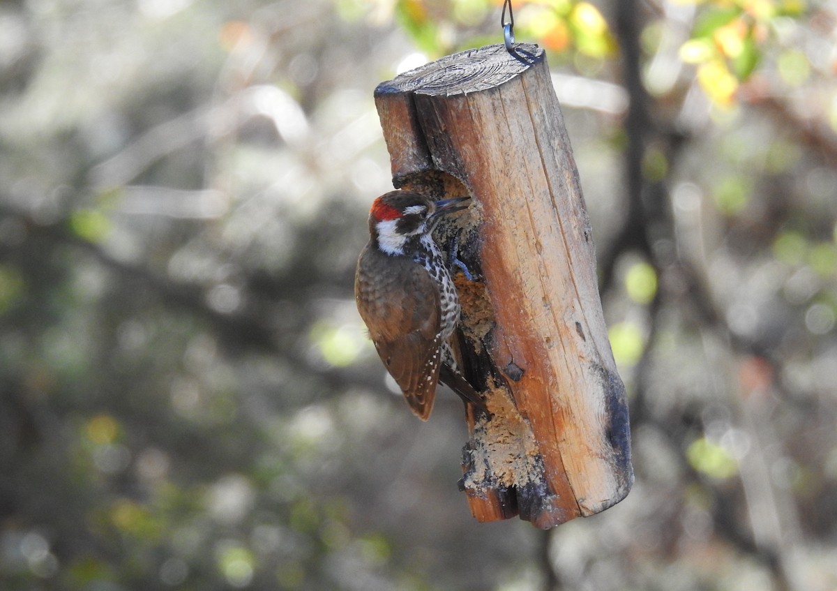 Arizona Woodpecker - Sue Murphy