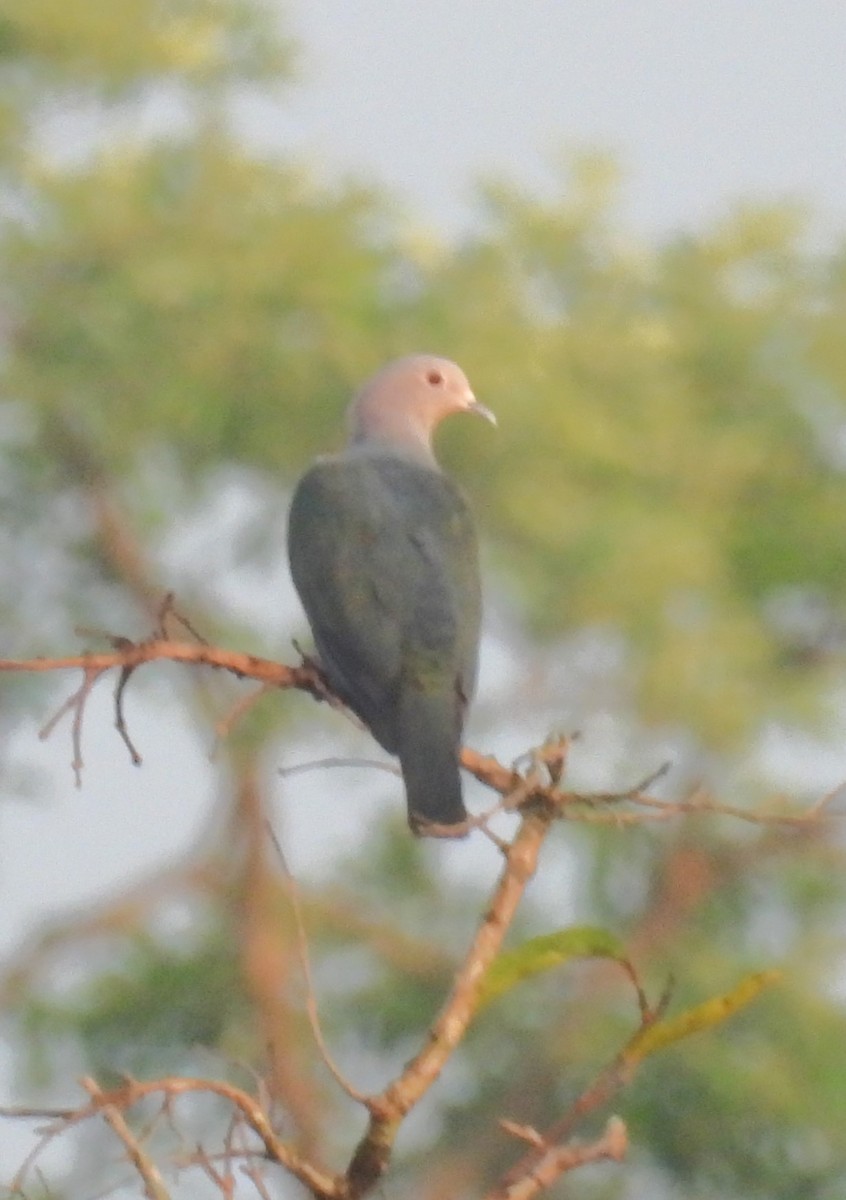 Green Imperial-Pigeon - ML618963853
