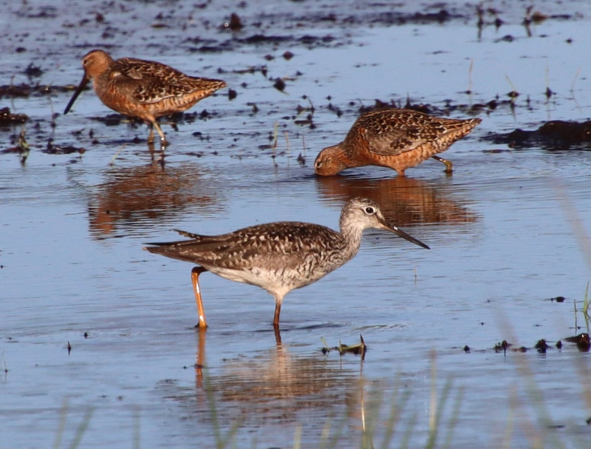 Long-billed Dowitcher - ML618963860