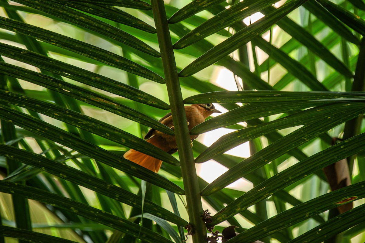 Black-capped Foliage-gleaner - Guto Magalhães