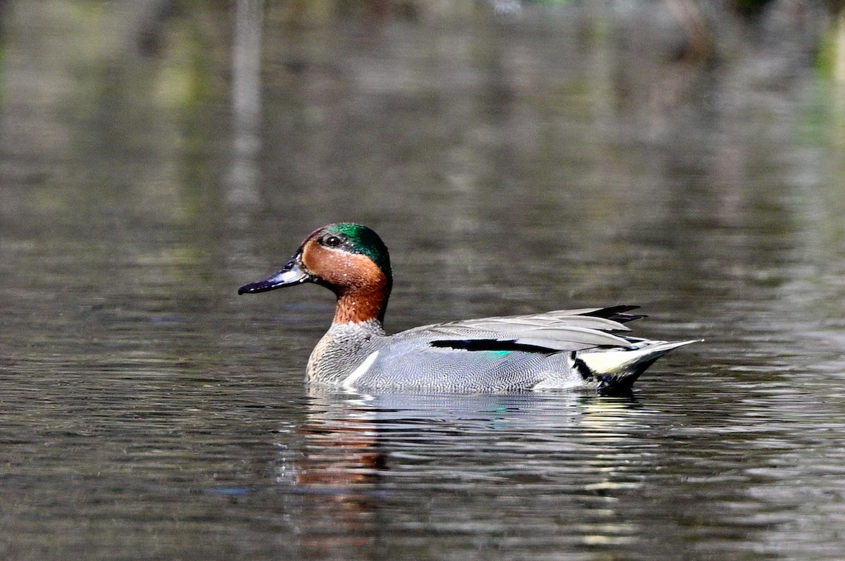Green-winged Teal - ML618963915