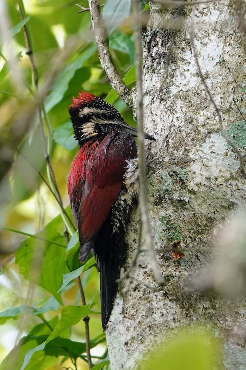 Red-backed Flameback - Brecht Caers