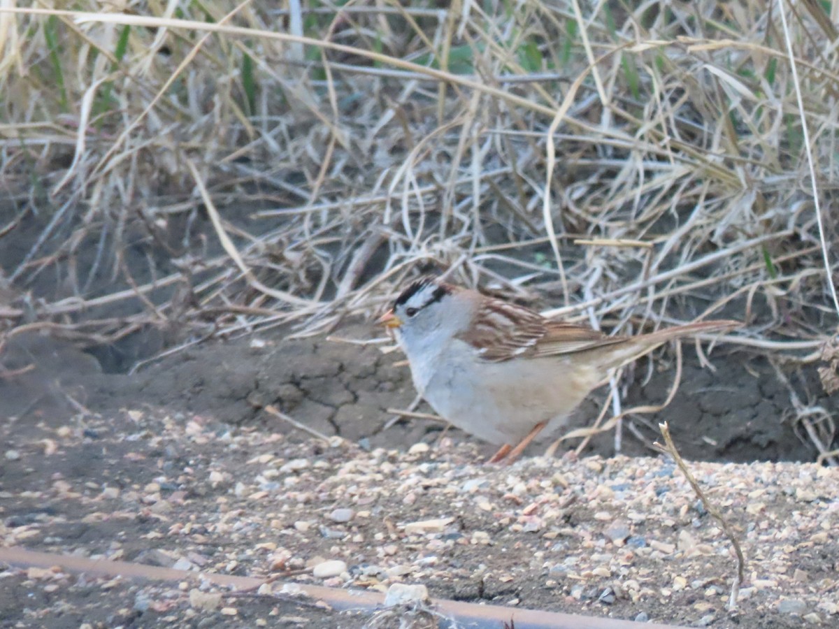 White-crowned Sparrow - ML618963956
